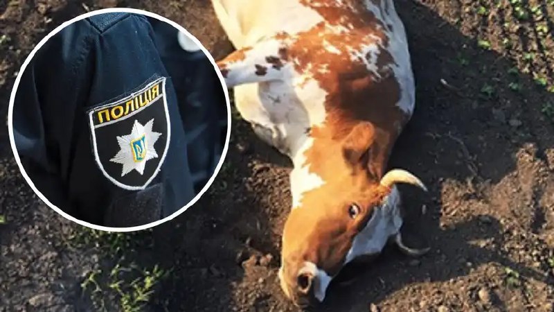 На Хмельниччині корову протягнули трактором і зґвалтували: підозрюють 22-річного юнака