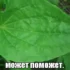 Російська медицина деградує: замість ліків — ромашка, кора дуба й подорожник за близько 110 мільйонів доларів